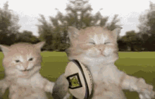 Cat Football GIF - Superbowl GIFs
