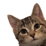 Cat Meow Sticker - Cat Meow Kitten Stickers