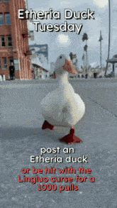 a white duck is walking down a sidewalk with the words etheria duck tuesday written above it