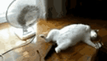 Cat Happydance GIF - Cat Happydance GIFs