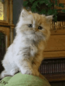 Cat Blink GIF - Cat Blink Wiggle GIFs