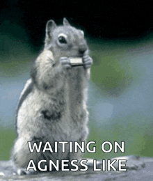 a squirrel eating a piece of cheese with the words waiting on agness like written below it