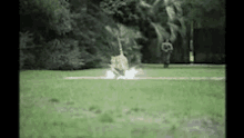 a cat is jumping in the air while a man stands in the background