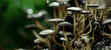 Rain Drop GIF - Rain Drop Mushrooms GIFs