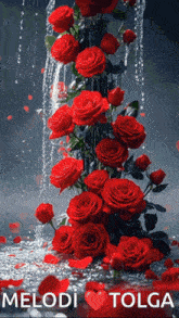 a waterfall of red roses with melodi tolga in the bottom right corner