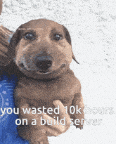 a picture of a dachshund with a caption that says you wasted 10k hour on a build server