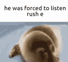 rush rush