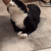 a black and white cat is laying on the floor being petted by a person 's hand .