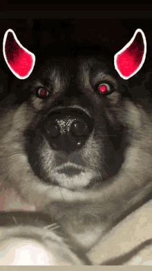 evil dog meme husky
