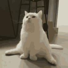Jimin Cat GIF - Jimin Cat GIFs