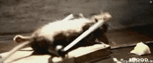 a dead rat is laying on top of a mousetrap .