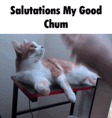 a cat laying on a table with the words salutations my good chum