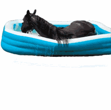 horse in a pool the pet collective stand up get up horse bath