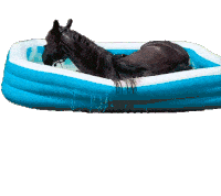 Horse In A Pool The Pet Collective Sticker - Horse In A Pool The Pet Collective Stand Up Stickers