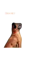 a brown dog is sitting in front of a white background with the word rooster above it