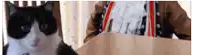 a black and white cat sitting next to a box