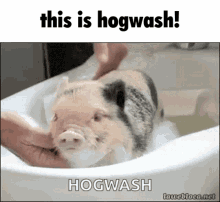 Hogwash This Is GIF - Hogwash This Is GIFs