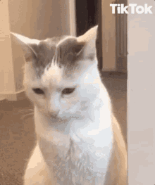 Cat Ayasan GIF - Cat Ayasan GIFs