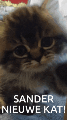 Nieuwe Kat GIF - Nieuwe Kat New Cat GIFs