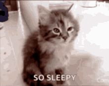 Cat Falling GIF - Cat Falling Asleep GIFs