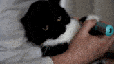 Uni Unico GIF - Uni Unico Cat Paw GIFs
