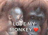 Mother Monkey Kiss Baby Monkey GIF - Mother Monkey Kiss Baby Monkey Cute GIFs