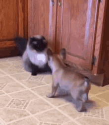 Get Away From Me Back Off GIF - Get Away From Me Back Off Pet Fight GIFs