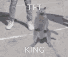 Cat Whip GIF - Cat Whip Whip Dance GIFs