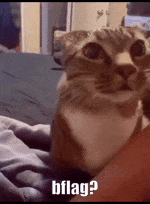 a cat is sitting on a bed with the words bflag written on the bottom