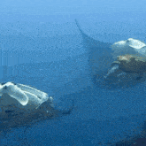 a turtle and a stingray are swimming together in the ocean