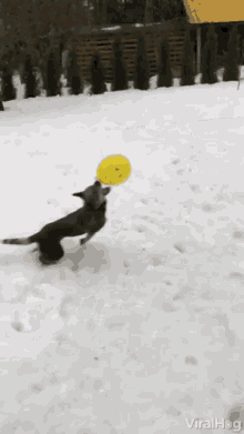 Dog Playing Balloon Dog GIF - Dog Playing Balloon Dog Snow Dog GIFs