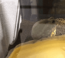 a frog is sitting in a container of water