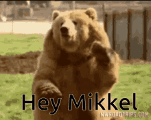 Mikkel Schorling GIF - Mikkel Schorling Bear GIFs