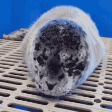 Smiling Marine Mammal Rescue GIF - Smiling Marine Mammal Rescue Baby Seal GIFs