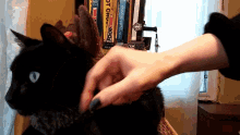 Black Cat Cat GIF - Black Cat Cat Pet Cat GIFs