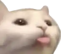 a close up of a cat 's face sticking its tongue out .
