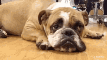 Sad Pup GIF - Sad Pup Bull Dog GIFs