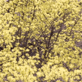 a tree with lots of yellow flowers and leaves
