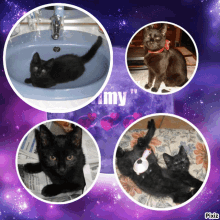 a collage of four pictures of black cats with the words " my " in the corner