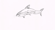 a drawing of a shark on a white background .