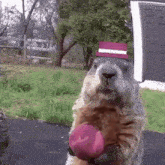 a ground squirrel wearing a top hat is holding a pink object