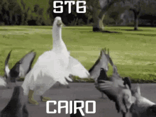 st6 cairo duck pigeon dance