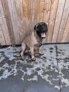 a dog is sitting in front of a wooden fence with his tongue out