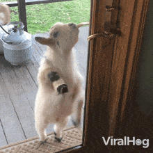 Lamb Orchestrates The Door'S Opening Viralhog GIF - Lamb Orchestrates The Door'S Opening Viralhog A Playful Lamb Swings The Door Open GIFs