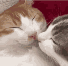 Kisses Hot GIF - Kisses Hot Cat GIFs