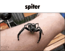 Spider Spiter GIF - Spider Spiter GIFs