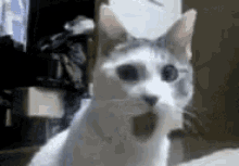 a white and gray cat is sitting on a bed with its mouth open .