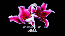 flower bloom sdbkk pink black background