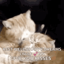 cats kiss kiss you mwah xoxo
