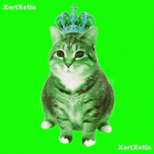 a cat with a blue crown on its head